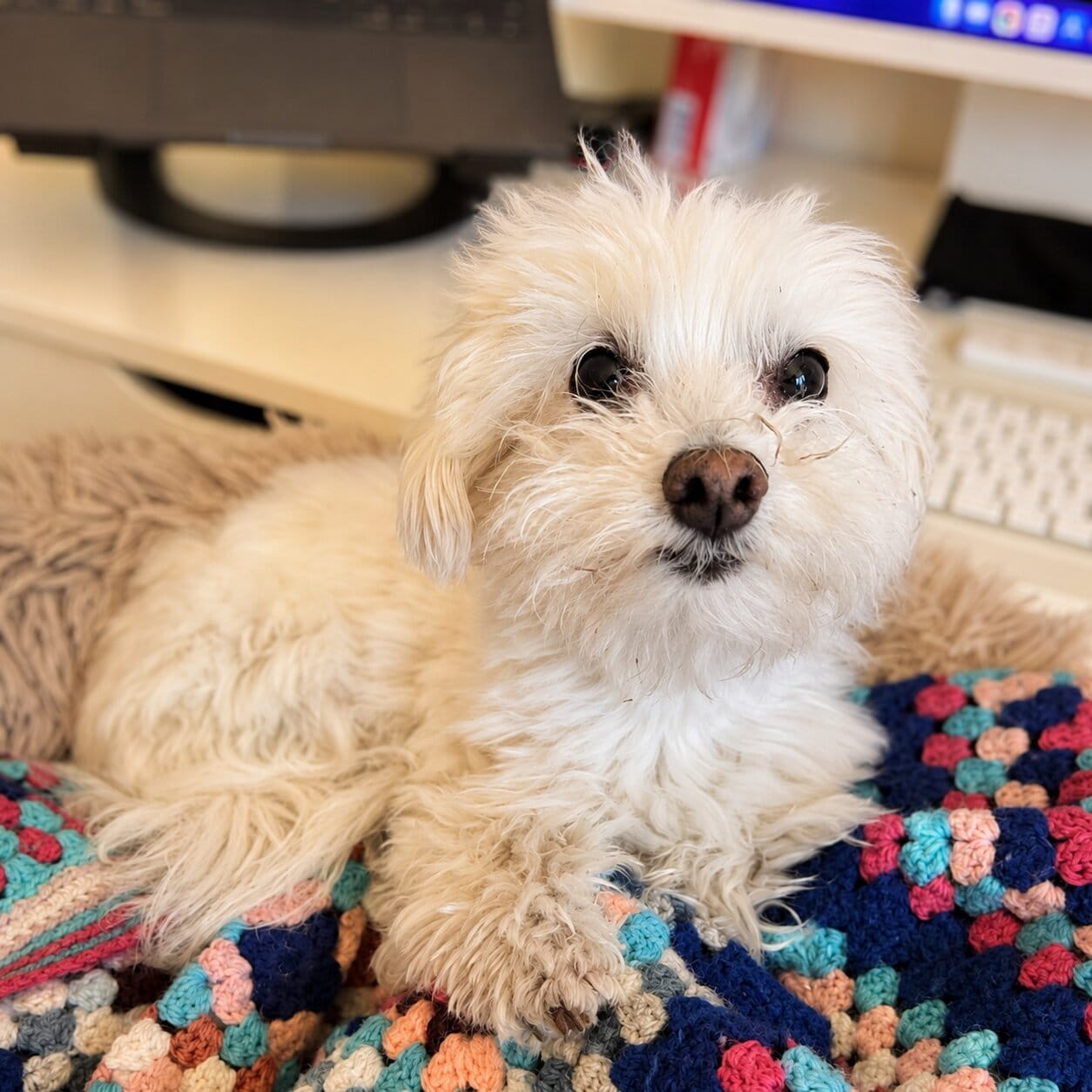 Ziggy, EasyPoker office dog